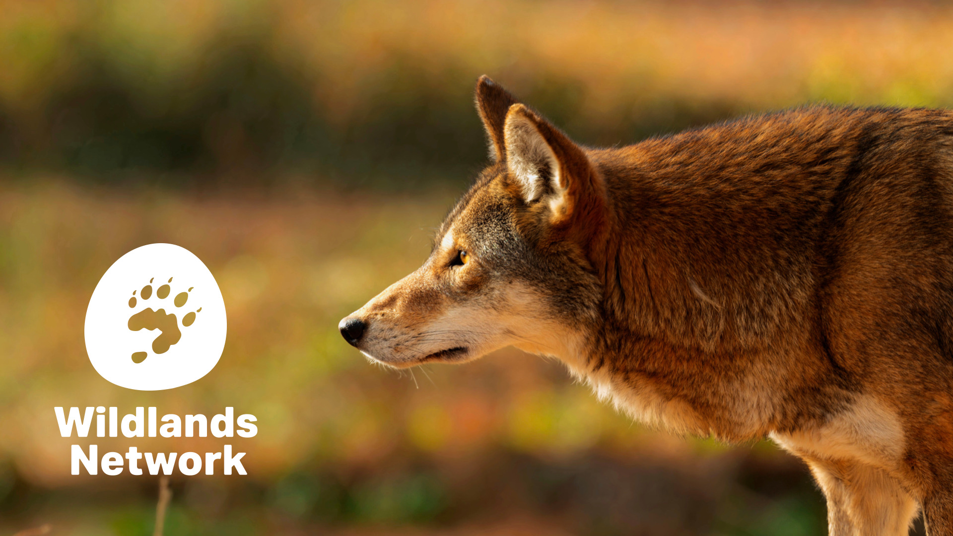Vertical lockup of the Wildlands Network logo