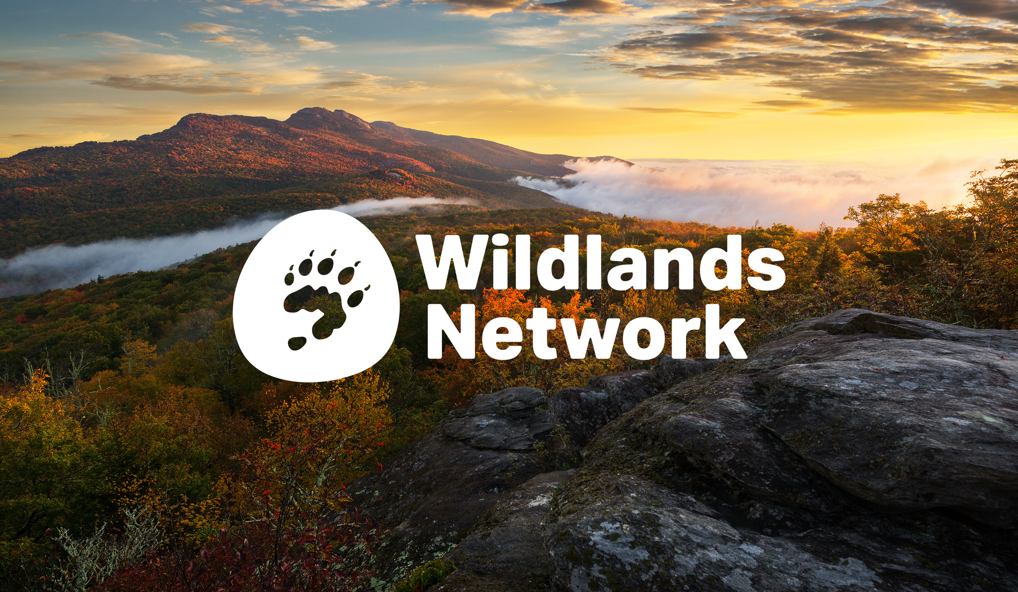 The refined Wildlands Network logo in use